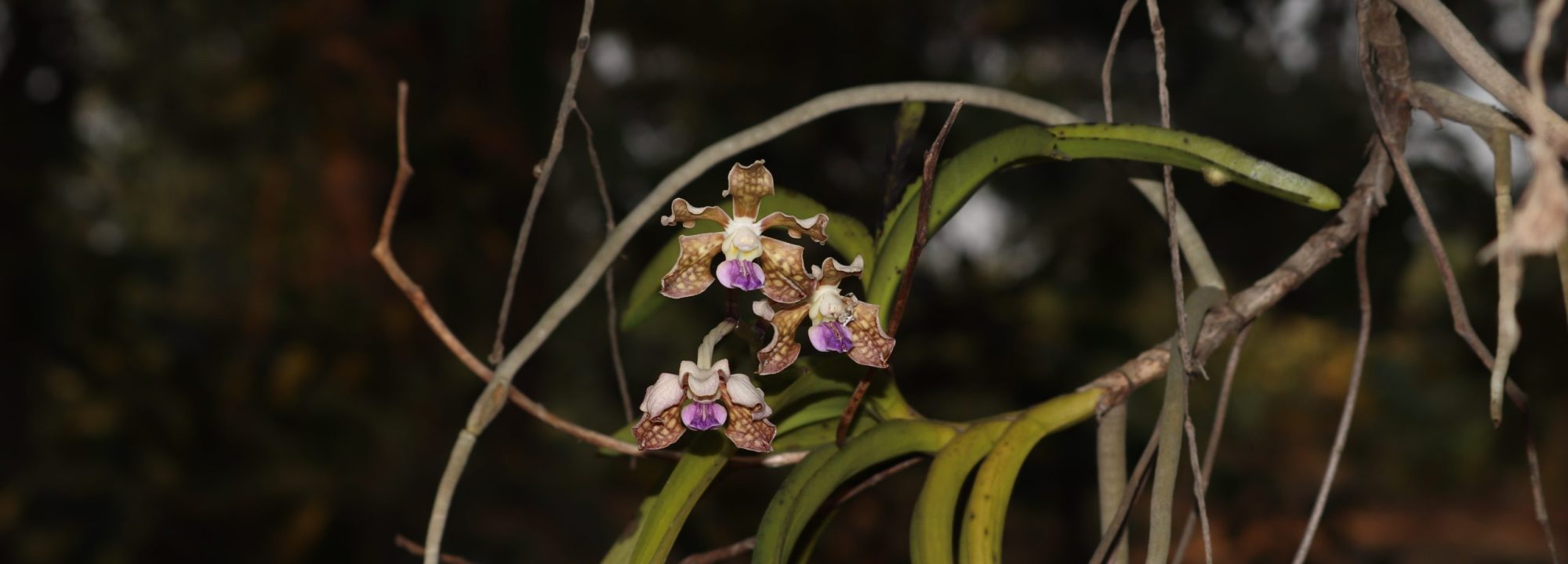 vanda tessellata(1)